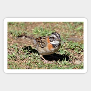 Rufous-collared Sparrow Sticker